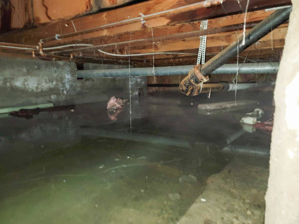 Best Fire Damage Restoration  in Williston Highlands, FL